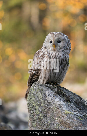 Ural Owl/habichtskauz (Strix uralensis) auf einem Felsen thront, am frühen Morgen, erste Sonnenlicht scheint auf herbstlich gefärbten Wald im Hintergrund. Stockfoto