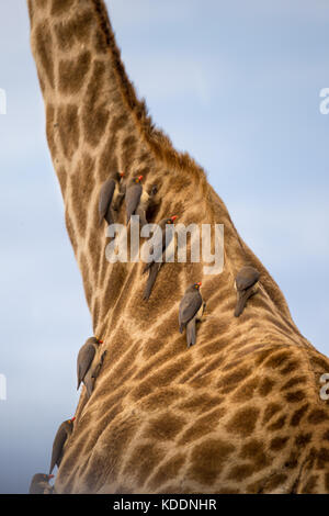 In der Nähe von Giraffe Hals mit Ox Peckers, Südafrika, Afrika Stockfoto