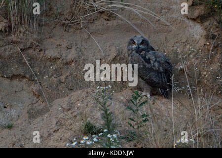 Uhu/europäischer Uhu (Bubo bubo), junges Küken, Owlet in der Sandgrube bei Dämmerung, Beobachten, Wildlife, Europa. Stockfoto