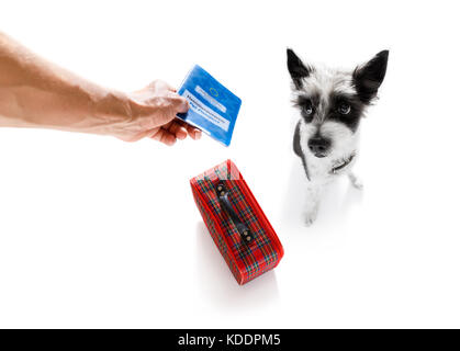 Urlaub Pudel Hund im Flughafen Terminal warten bereit, an Bord des Flugzeugs oder Flugzeug am Gate, Gepäck oder Tasche zur Seite, Pet Passport wit Stockfoto