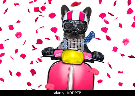 In der Liebe zum Valentinstag französische Bulldogge Motorrad Hund mit Helm und Schutzbrille, Reiten und ein Motorrad, auf weißem Hintergrund Stockfoto