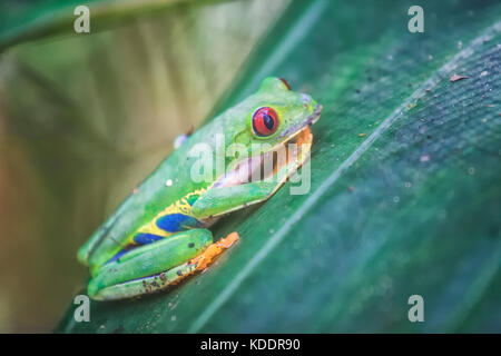 Red Eyed Tree Frog auf ein Blatt in Costa Rica Stockfoto