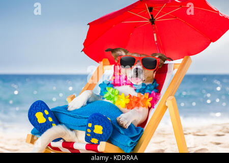 Jack Russel Hund ausruhen und entspannen auf einer Hängematte oder Liegestuhl unter dem Sonnenschirm am Strand Ocean Shore, auf Sommer Urlaub Ferien Stockfoto