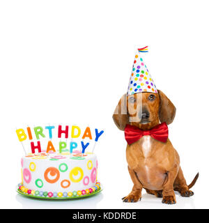 Dackel oder Wurst Hund hungrig für einen herzlichen Glückwunsch zum Geburtstag Kuchen mit Kerzen, tragen rote Krawatte und Hut, auf weißem Hintergrund Stockfoto