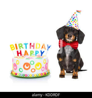 Dackel oder Wurst Hund hungrig für einen herzlichen Glückwunsch zum Geburtstag Kuchen mit Kerzen, tragen rote Krawatte und Hut, auf weißem Hintergrund Stockfoto