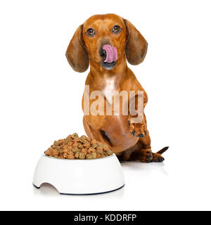Hungrig dackel Wurst Hund lecken mit der Zunge mit gesunden Lebensmitteln Schüssel auf weißem Hintergrund Stockfoto