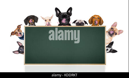 Gruppe Reihe verschiedener Hunde hinter einem leeren banner Plakat Tafel, auf weißem Hintergrund leckt hungrig mit Zunge Stockfoto