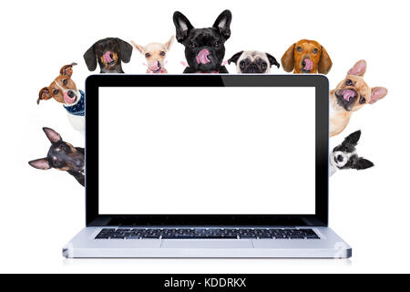 Gruppe Reihe verschiedener Hunde hinter pc-Laptop, auf weißem Hintergrund leckt hungrig mit Zunge Stockfoto