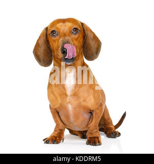 Hungrig dackel Wurst Hund lecken mit der Zunge auf weißem Hintergrund Stockfoto