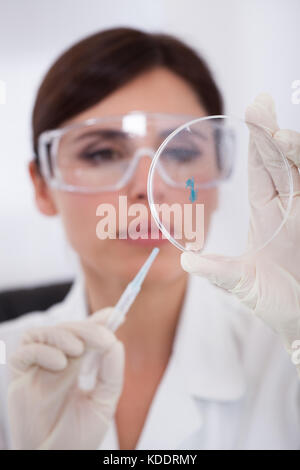 Wissenschaftlerin mit Schutzbrille in Petrischale Stockfoto