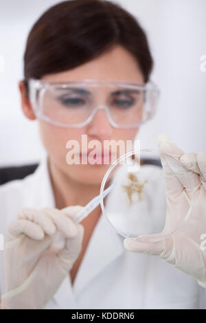 Wissenschaftlerin mit Schutzbrille in Petrischale Stockfoto