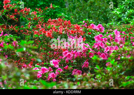 Frühling Blumen isabella Plantation, ein waldgarten im Richmond Park in South West London Stockfoto