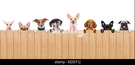 Gruppe Reihe verschiedener Hunde hinter einem leeren banner Plakat Tafel, auf weißem Hintergrund leckt hungrig mit Zunge Stockfoto