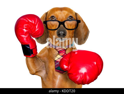 Dackel oder Wurst hund Boxen mit großen roten Handschuhe Unternehmer, Manager oder Verwalter auf weißem Hintergrund. Stockfoto