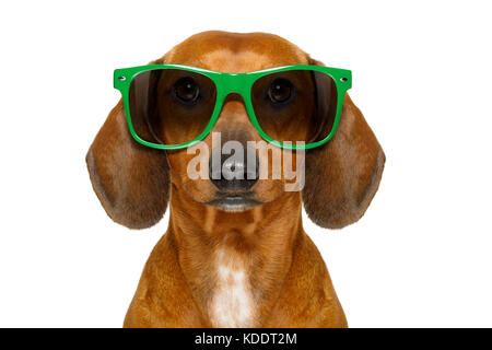 Stumme nerd dummen Dackel wurst Hund tragen Lustig grün Sonnenbrille, auf weißem Hintergrund Stockfoto