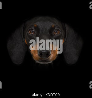 Dackel wurst Hund auf Black Dark dramatischen Hintergrund isoliert betrachten sie frontal, isoliert Stockfoto