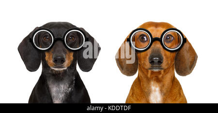 Paar dumme dumme Dackel wurst Hund tragen Lustig nerd Brille, auf weißem Hintergrund, auf der Suche auf der Seite Stockfoto