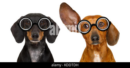 Paar dumme dumme Dackel wurst Hund tragen Lustig nerd Brille, auf weißem Hintergrund, mit Blick auf die Seite und Zuhören Stockfoto