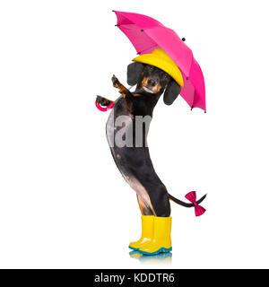 Wurst dackel Hund, bereit und vorbereitet für Regen oder schlechtem Wetter mit Gummistiefeln, Hut und Regenschirm, auf weißem Hintergrund Stockfoto