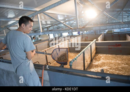 (171013) -- ZHOUSHAN, 13. Oktober 2017 (Xinhua) -- Ein arbeitendes Personal untersucht die mikrobiellen Füllungen, die zur Reinigung des Aquakulturwassers verwendet werden, am Fischereiforschungsinstitut in der Stadt Zhoushan, ostchinesischer Provinz Zhejiang, 12. Oktober 2017. Die Fischereiindustrie in Zhoushan hat sich in den letzten Jahren stabil entwickelt. Das Pro-Kopf-Einkommen der lokalen Fischer in Zhoushan erreichte 10.630 Yuan (1.615 US-Dollar) in der ersten Jahreshälfte dieses Jahres, ein Plus von 8,1 Prozent gegenüber dem Vorjahr. (Xinhua/Weng Xinyang) (ry) Stockfoto