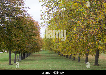 Windsor, Großbritannien. 13. Oktober 2017. Im Herbst Farben auf Reihen von Rosskastanie und London Platanen entlang der langen Spaziergang in Windsor Great Park. Credit: Mark kerrison/alamy leben Nachrichten Stockfoto