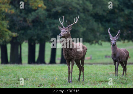 Windsor, Großbritannien. Oktober 2017. Hirsche durchstreifen den Windsor Great Park während der Brunftzeit. Es gibt eine Herde von rund 500 Rotwild innerhalb des Wildpark Geheges in Windsor Great Park. Kredit: Mark Kerrison/Alamy Live Nachrichten Stockfoto