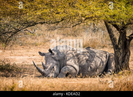 Einsame männliche White Rhino ruhen im Schatten eines Baumes im südafrikanischen Busch Stockfoto