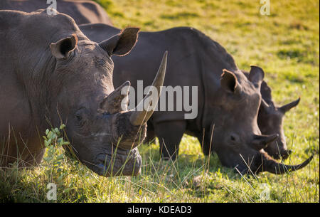 Zwei männliche White Rhino und ein Kind füttern in der Südafrikanischen Grasland Stockfoto