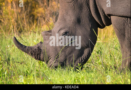 Nahaufnahme des einsamen männlichen White Rhino Fütterung im südafrikanischen Busch Stockfoto