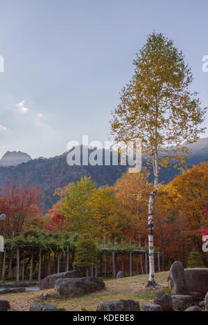Birke und japanische Alpen Bergblick im frühen Herbst von Shin-hotaka Seilbahn in der Präfektur Gifu, Japan Stockfoto
