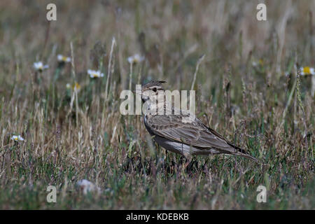 Crested Lark auf dem Boden sitzend in seinem Lebensraum Stockfoto