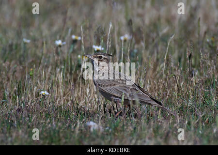 Crested Lark auf dem Boden sitzend in seinem Lebensraum Stockfoto