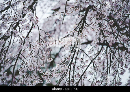 Kirschblüten in Seoul, Südkorea Stockfoto