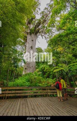 Wekaweka, Neuseeland - 29. März 2010: Touristen in einem riesigen Kauri (agathis australis) Nadelholz Baum im Waipoua Forest der Region Northland auf der Suche Stockfoto