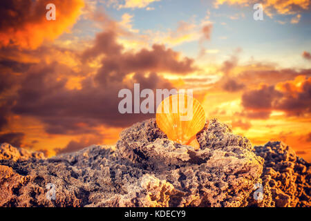 Am Strand bei Sonnenaufgang seashell Stockfoto