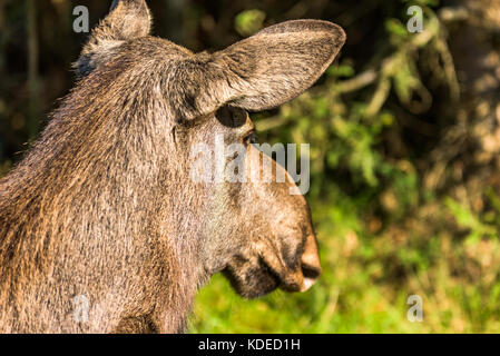 Nahaufnahme der weiblichen Elch (alces alces) leicht den Kopf von hinten gesehen. Stockfoto