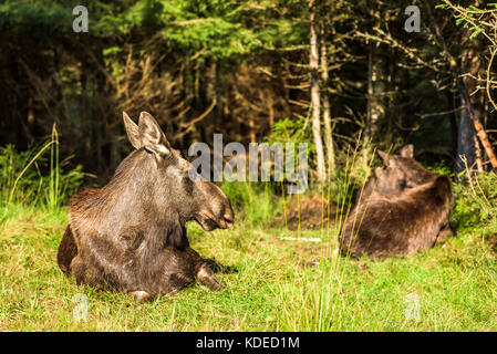 Zwei erwachsenen weiblichen Elch (alces alces) Rast in der Sonne in einer Waldlichtung. Stockfoto