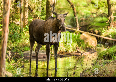 Nach weiblichen Elch (alces alces) stehen im seichten Wasser im Wald. Stockfoto