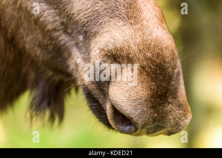 Detail der erwachsenen weiblichen Elch (alces alces) Nase. Stockfoto