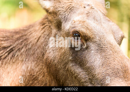 Detail der erwachsenen weiblichen Elch (alces alces) Augen. Stockfoto