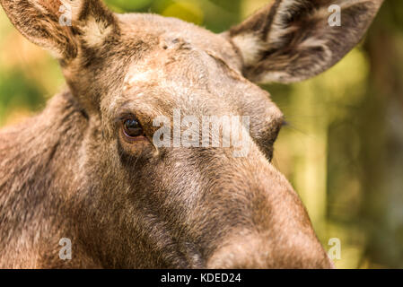 Detail der erwachsenen weiblichen Elch (alces alces) Augen. Stockfoto