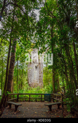 Die Te Matua Ngahere (Vater des Waldes), einem riesigen Kauri (agathis australis) Nadelholz Baum im Waipoua Forest der Region Northland, Neuseeland Stockfoto