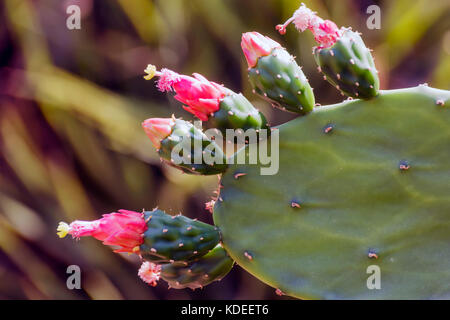 Rosa Knospen von Feigenkakteen Stockfoto