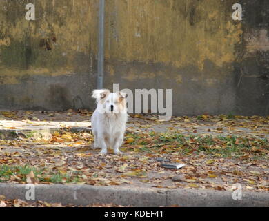 Straße Hund abgebrochen wurden Opfer von Tierquälerei Stockfoto