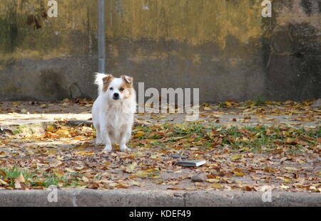 Straße Hund abgebrochen wurden Opfer von Tierquälerei Stockfoto