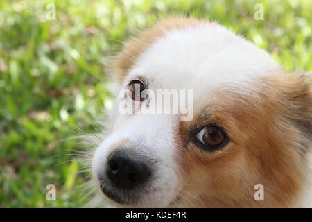 Straße Hund abgebrochen wurden Opfer von Tierquälerei Stockfoto