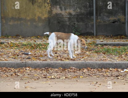 Straße Hund abgebrochen wurden Opfer von Tierquälerei Stockfoto