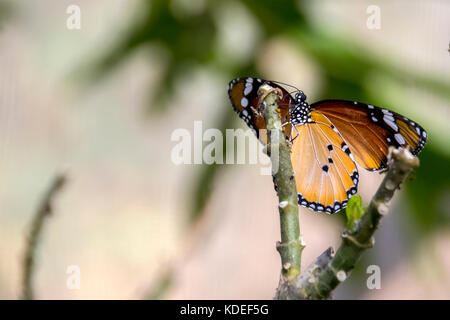 Afrikanischer Monarch Butterfly auf grüne Zweige close-up Stockfoto
