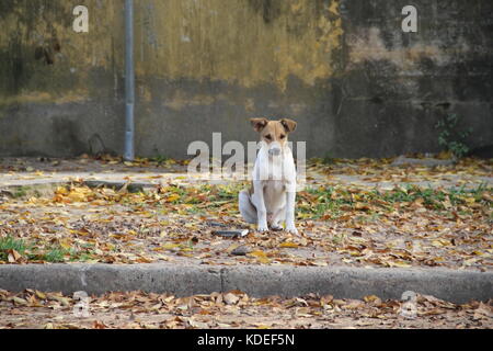 Straße Hund abgebrochen wurden Opfer von Tierquälerei Stockfoto