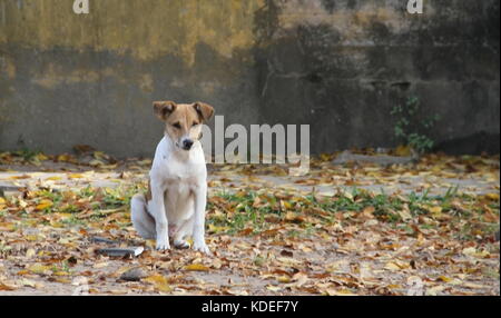 Straße Hund abgebrochen wurden Opfer von Tierquälerei Stockfoto